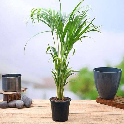 ibains Areca palm plant seeds Seed(10 per packet)
