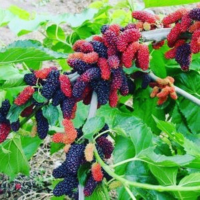 greenhousestore Shahtoot/Mulberry Plant(Hybrid, Pack of 1)