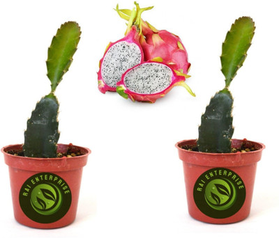 Rai enterprise Dragon Tree(Hybrid, Pack of 2)