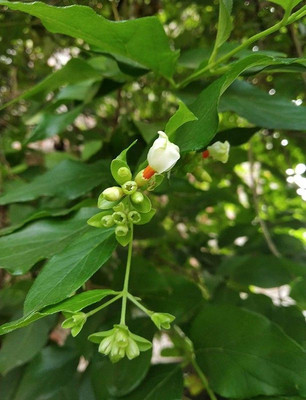 LeafLinkPlants Parijat/Harsingar Plant(Hybrid, Pack of 1)