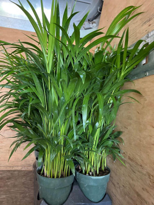 Cloud Farm Areca Palm(Hybrid, Pack of 1)