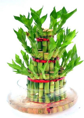 KPL BAMBOO Three Layer Bamboo Plant(Hybrid, Pack of 1)