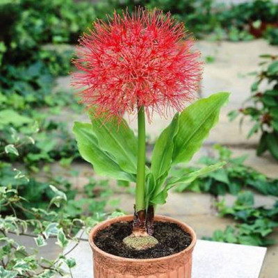 BALA PLANT CREATION Lily Plant(Pack of 1)