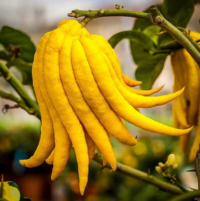 BULAPLANTHOUSE Lemon Plant(Hybrid, Pack of 1)