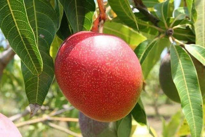 KrishnaNursery Mango Plant(Hybrid, Pack of 1)