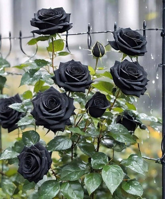 GISLENUS Rose Plant(Hybrid, Pack of 1)