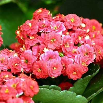 Cloud Farm Kalanchoe Plant(Hybrid, Pack of 1)