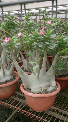 FloraFusion Adenium Plant(Hybrid, Pack of 1)