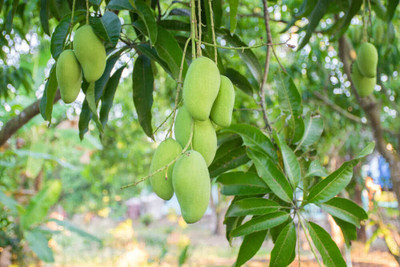 ABEFARIYA Mango Plant(Hybrid, Pack of 1)