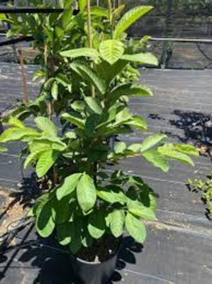 BREEZY BLOOMS Guava Plant(Hybrid, Pack of 1)