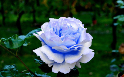 MONDAL NURSARY PLANT Rose Plant(Hybrid, Pack of 1)