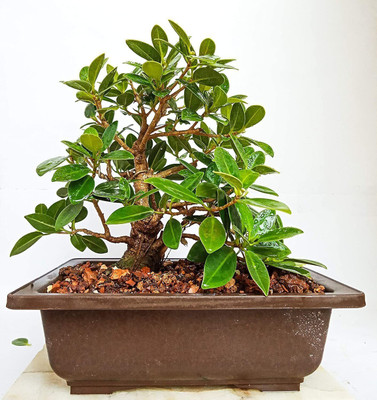 CLOUD FRAMING China Palm Plant(Hybrid, Pack of 1)