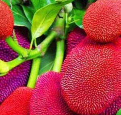 HYBRID Jackfruit Plant(Hybrid, Pack of 1)