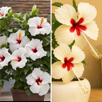 BloomShadow Hibiscus Plant(Hybrid, Pack of 2)