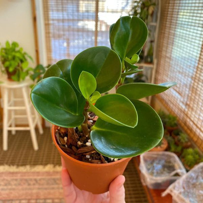 Cloud Farm Rubber Tree(Hybrid, Pack of 1)