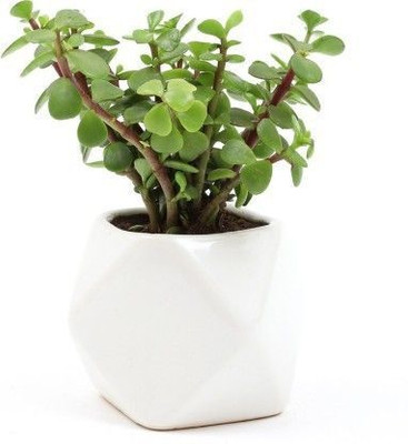 MiracleGarden Jade Plant(Hybrid, Pack of 1)