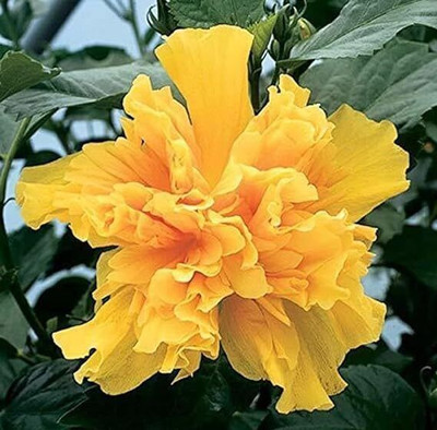 AloGardening Hibiscus Plant(Hybrid, Pack of 1)