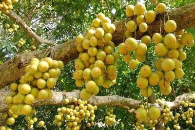 KrishnaNursery Lantana Plant(Hybrid, Pack of 1)