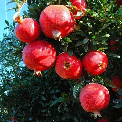 Aywal Pomegranate Anar Red Bhagwa Seed(30 per packet)