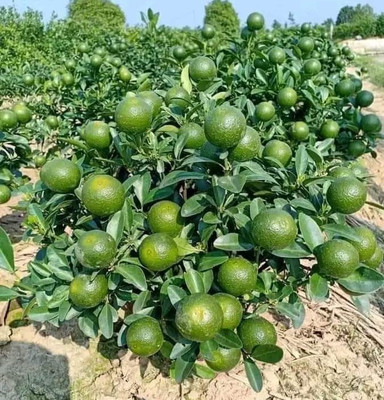 Axotic All Time Vietnam Sweet Lemon Plant(Hybrid, Pack of 1)