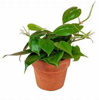 Aquinnah Graden Betel Leaf Plant(Hybrid, Pack of 1)