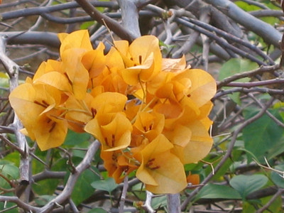 GreenyOn Bougainvillea Plant(Hybrid, Pack of 1)