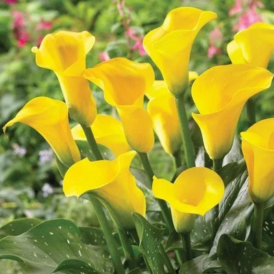 Cloud Farm Peace Lily Plant(Hybrid, Pack of 1)