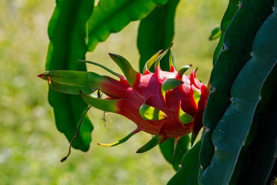 BEWPOLENA Dragon Tree(Hybrid, Pack of 1)