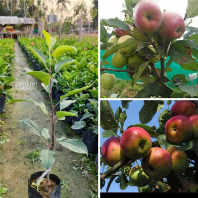 YourPlant Apple Plant(Hybrid, Pack of 1)