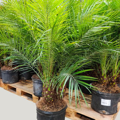 Hug A Plant Phoneix Palm Plant(Hybrid, Pack of 1)