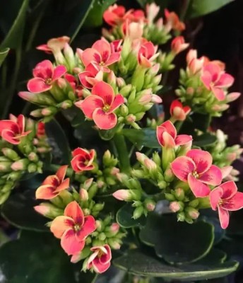 Haryalihub Kalanchoe Plant(Hybrid, Pack of 1)