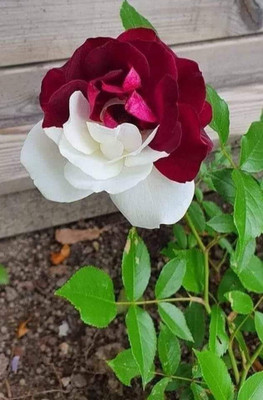 Risenshine Rose Plant(Hybrid, Pack of 1)