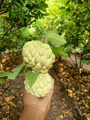 GLOBQRO Custard Apple Plant(Hybrid, Pack of 1)