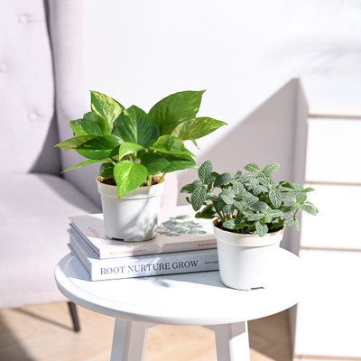 UGAOO Variegated Money Plant, Fittonia plant(Pack of 1)