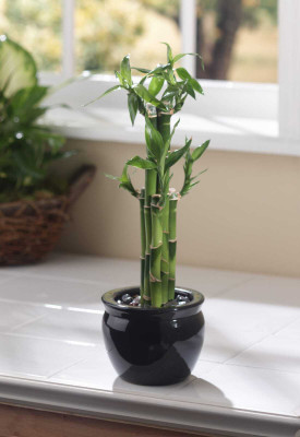 SHINUEVERGREEN Two Layer Bamboo Plant(Hybrid, Pack of 1)