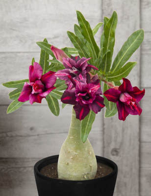 Ukanda Adenium Plant(Hybrid, Pack of 1)