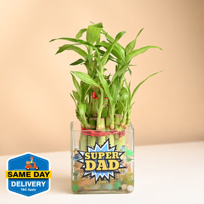 Floweraura Lucky Bamboo Straight Stick(Hybrid, Pack of 1)