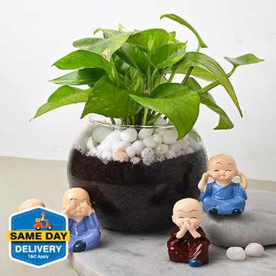 Floweraura Money Plant(Pack of 1)