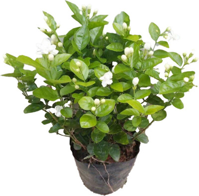 Cloud Farm Jasmine Plant(Hybrid, Pack of 1)