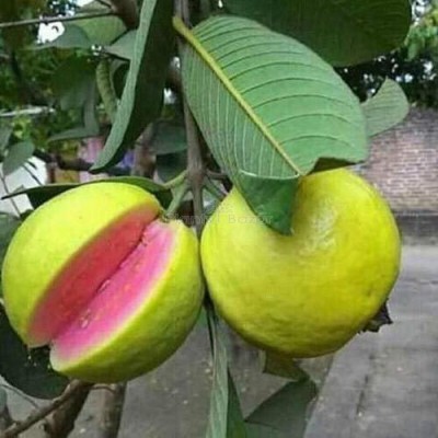 Recron Seeds Guava, Amrood, Amrud, Psidium, Guajava, Red Jamrukh Seeds Seed(100 per packet)