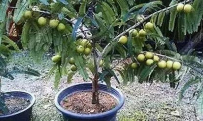 MAITRA AND SONS Amla Plant(Hybrid, Pack of 1)