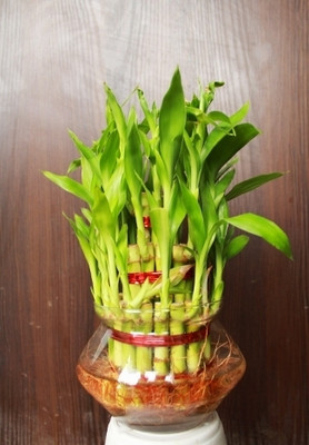 Flora Solutions Two Layer Bamboo Plant(Hybrid, Pack of 1)