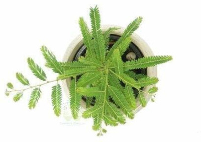 SKDIYA Shami/Jand Plant(Pack of 1)
