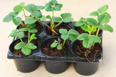 LeafLinkPlants Strawberry Plant(Hybrid, Pack of 1)