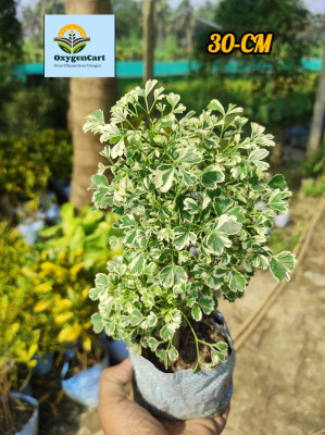 OxygenCart Aralia Plant(Hybrid, Pack of 1)