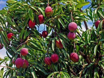 BALA PLANT CREATION Mango Plant(Hybrid, Pack of 1)