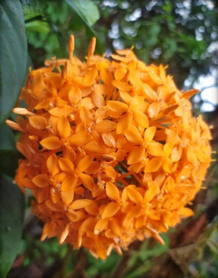 Flowerly Poulomi Trothic Ixora/Chethi Plant(Hybrid, Pack of 1)