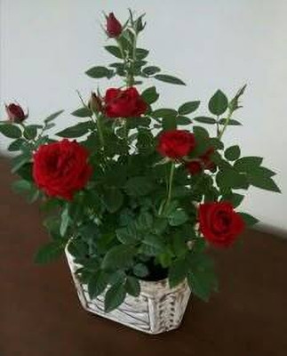 MAITRA AND SONS Rose Plant(Hybrid, Pack of 1)
