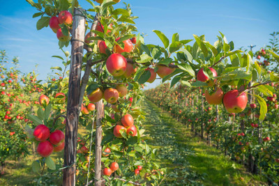 Cloud Farm Apple Plant(Hybrid, Pack of 1)