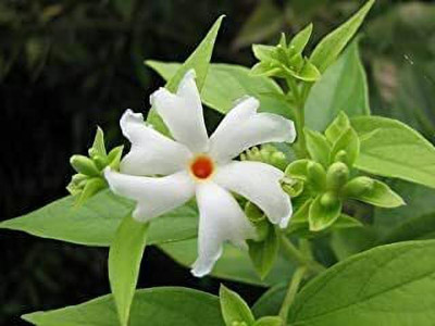 Aywal Rat Ki Rani Jasmine Parijat Harshringar Parijatak Flower Seed(95 per packet)